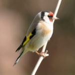 PHOTO OISEAU du jardin atelier poterie seinomarine CM FOURNIER