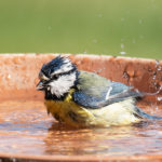 Mésange bleue