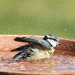Mésange bleue