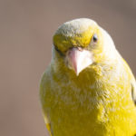 Verdier