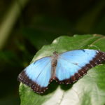 Morpho
