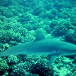 Polynésie requin vaki plongée inspiration